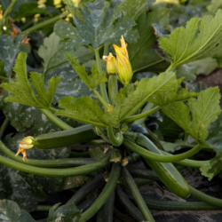 Cukinia Cronos f1 1000 nasion st